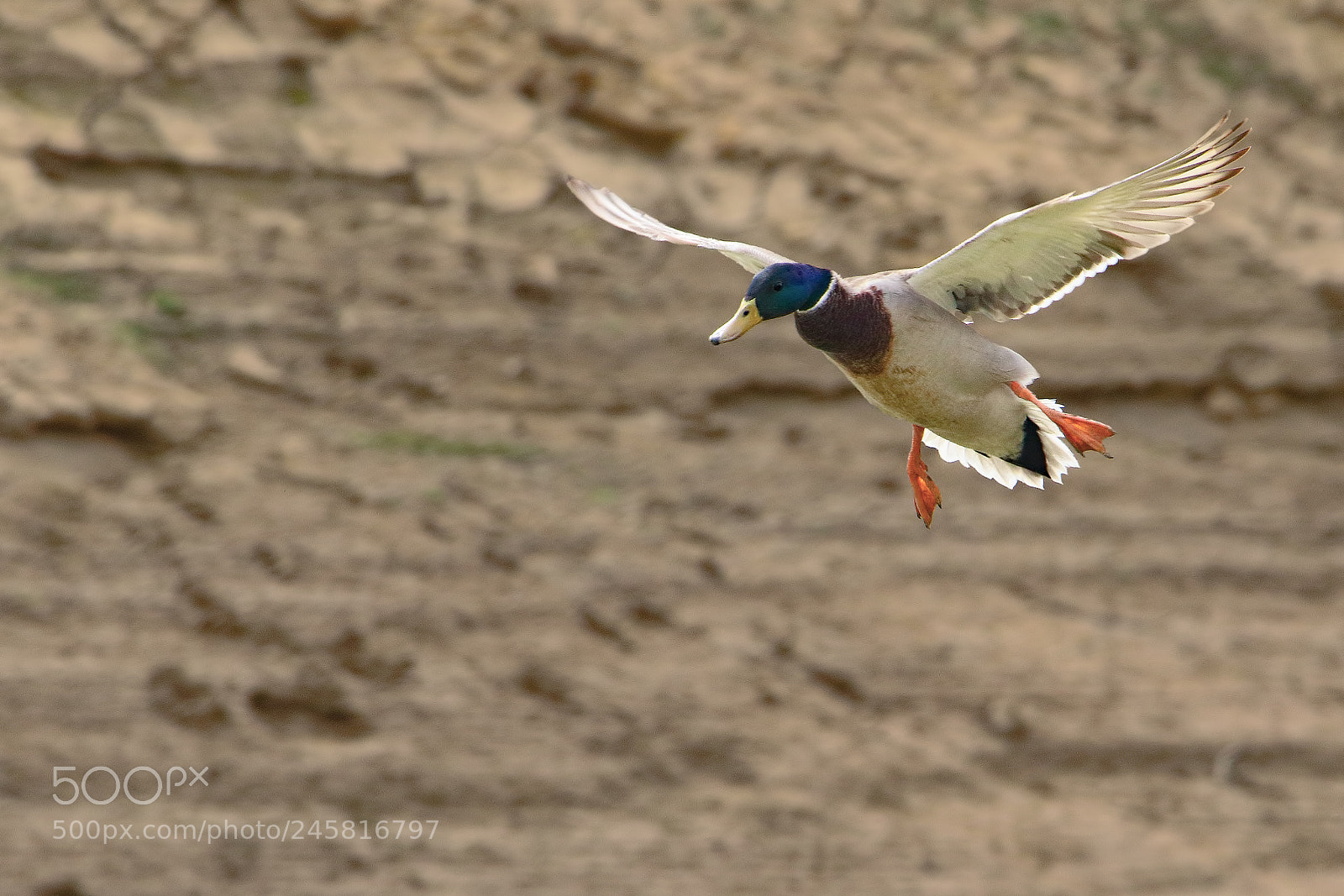 Canon EOS 7D Mark II sample photo. Mallard duck photography