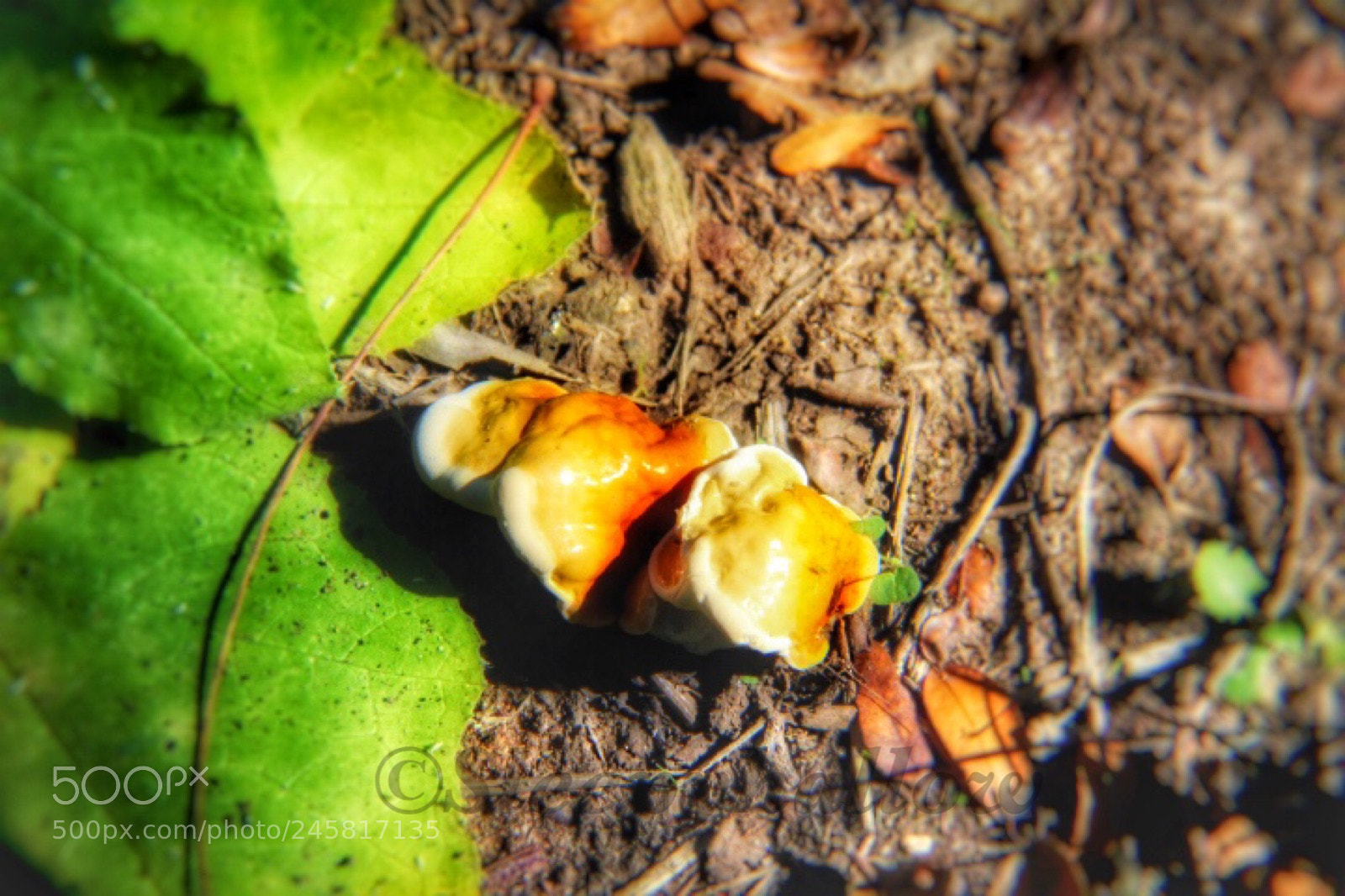 Canon EOS 1300D (EOS Rebel T6 / EOS Kiss X80) sample photo. Fungus photography