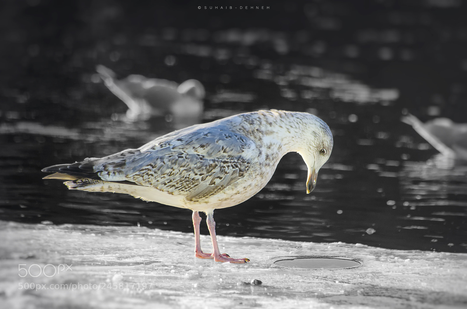 Nikon D5100 sample photo. Bird ice looking for photography