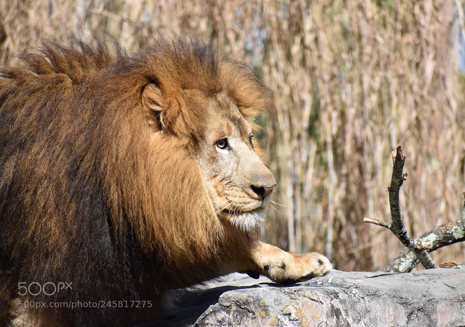 Nikon D5600 sample photo. Lion step. photography