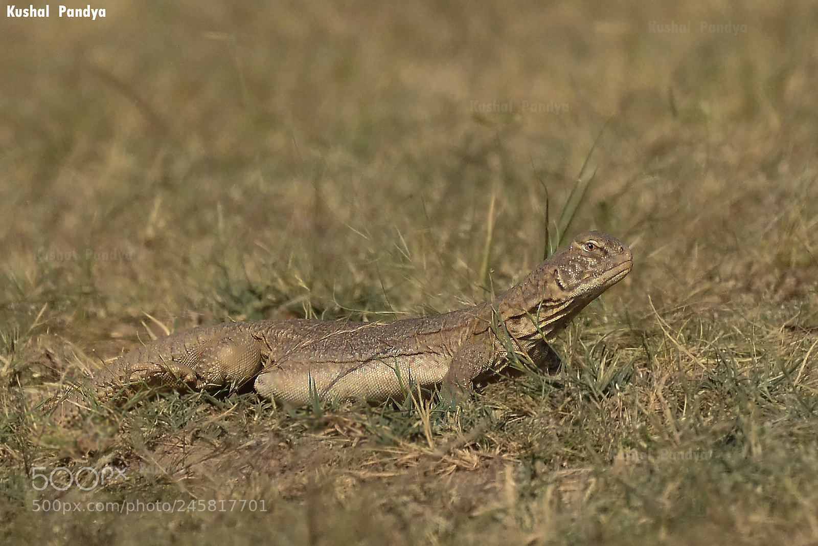 Nikon D3200 sample photo. Spiny tailed lizard photography