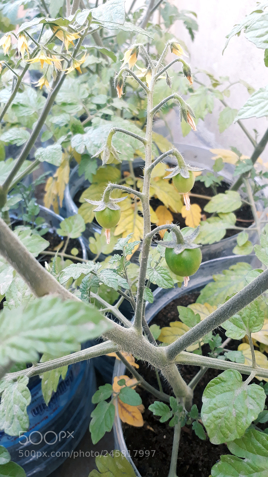 Samsung Galaxy A3(2017) sample photo. Untitled photography