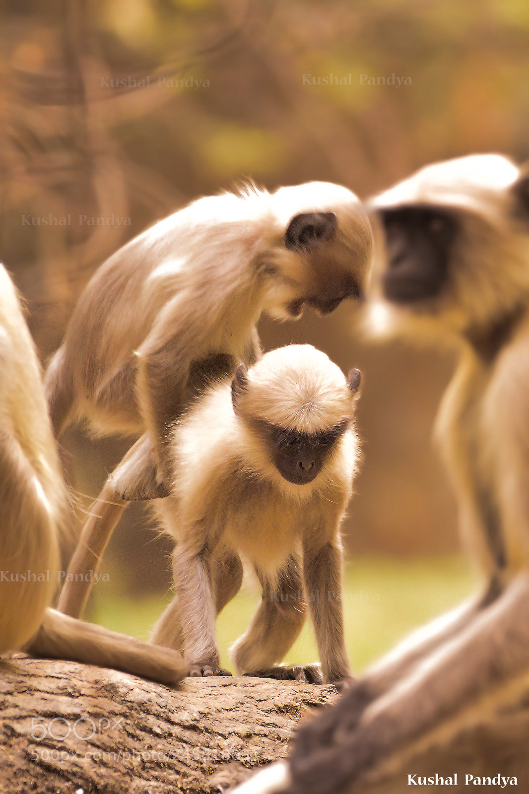 Nikon D3200 sample photo. Hanuman langur photography