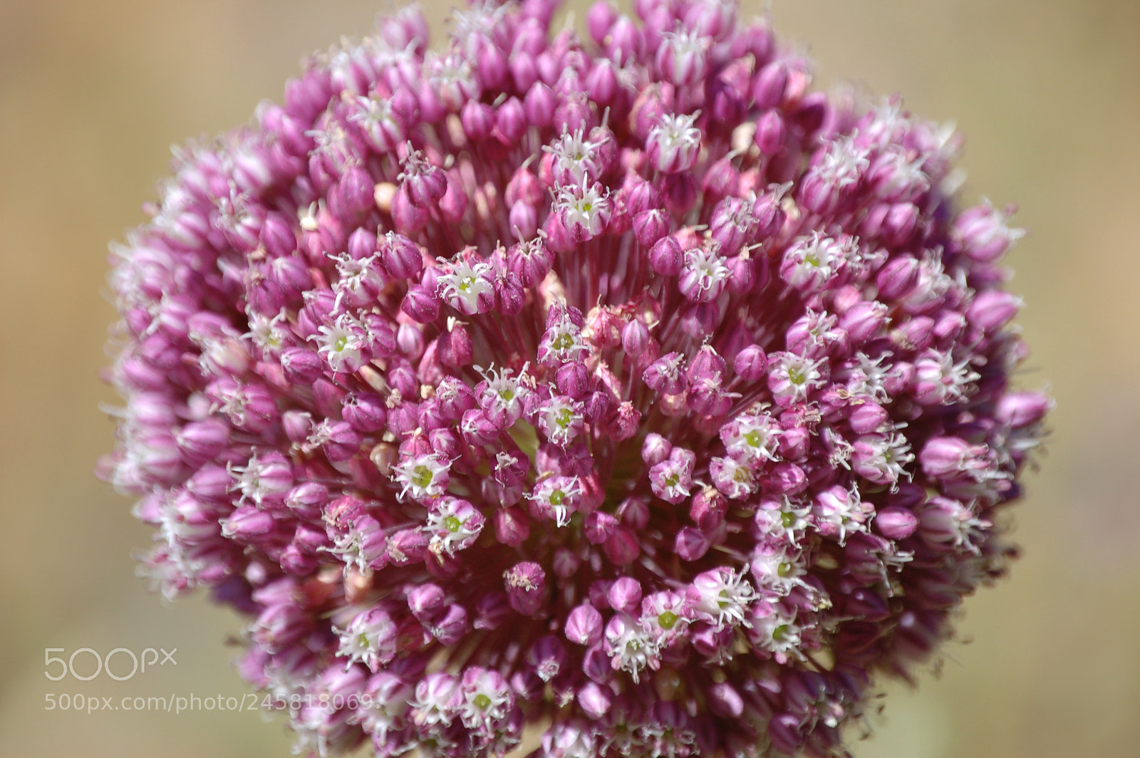 Nikon D50 sample photo. Flower photography