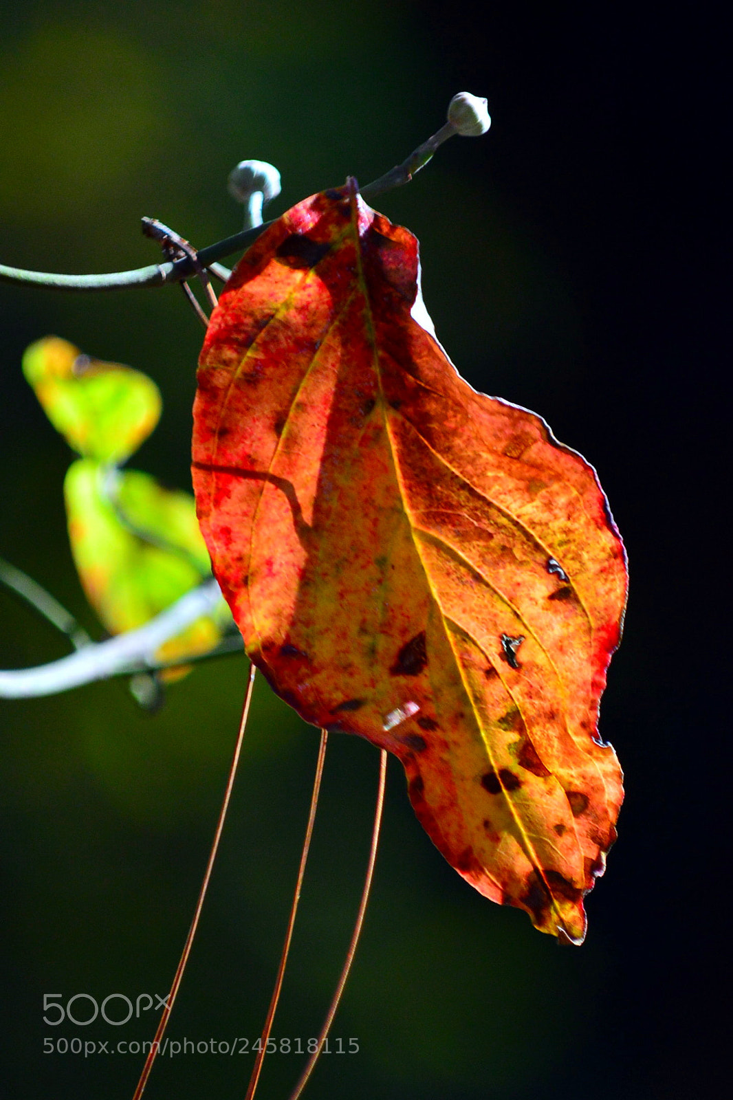 Nikon D3200 sample photo. One photography