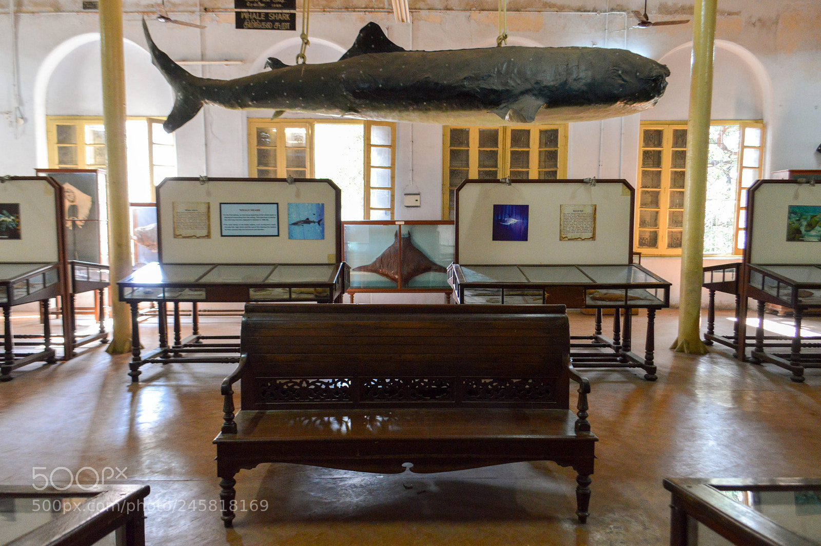 Nikon D3200 sample photo. Big fish photography