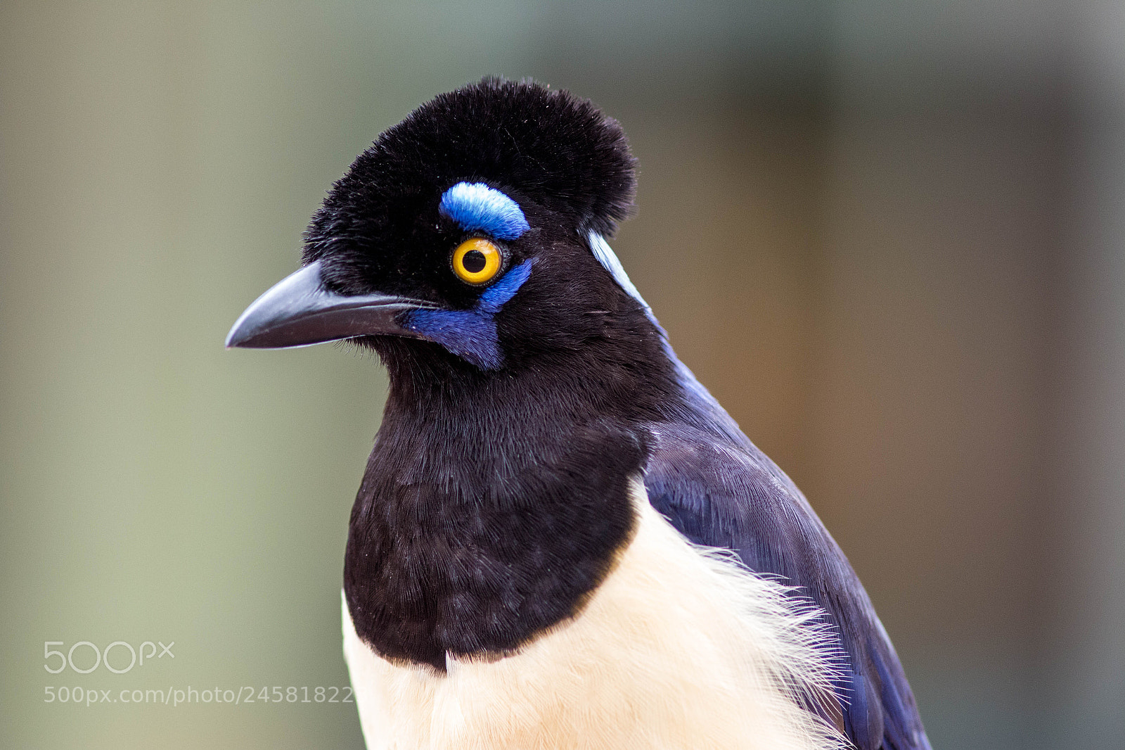 Canon EOS 70D sample photo. Plush-crested jay photography