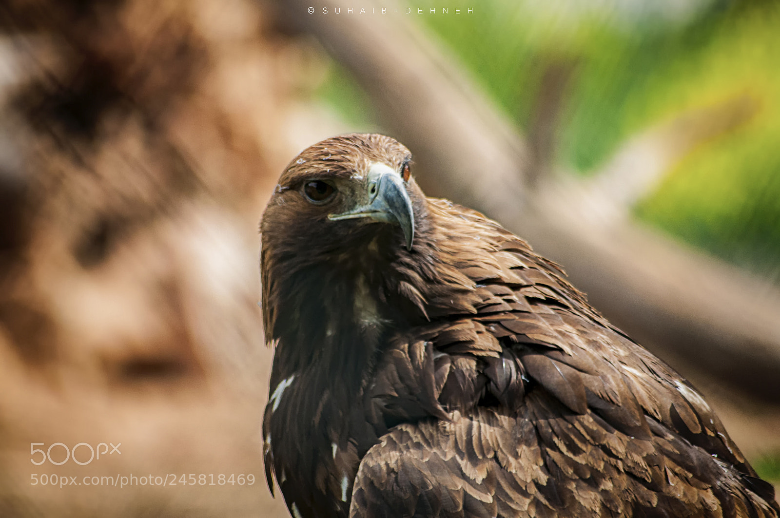 Nikon D90 sample photo. Eagle photography