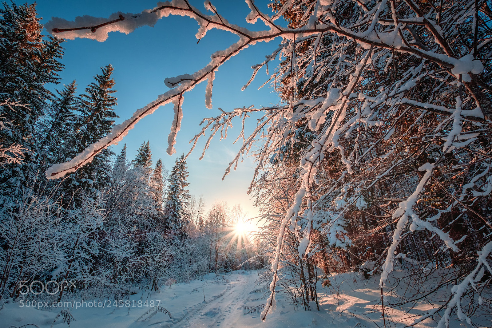 Fujifilm X-T20 sample photo. Winter forest photography