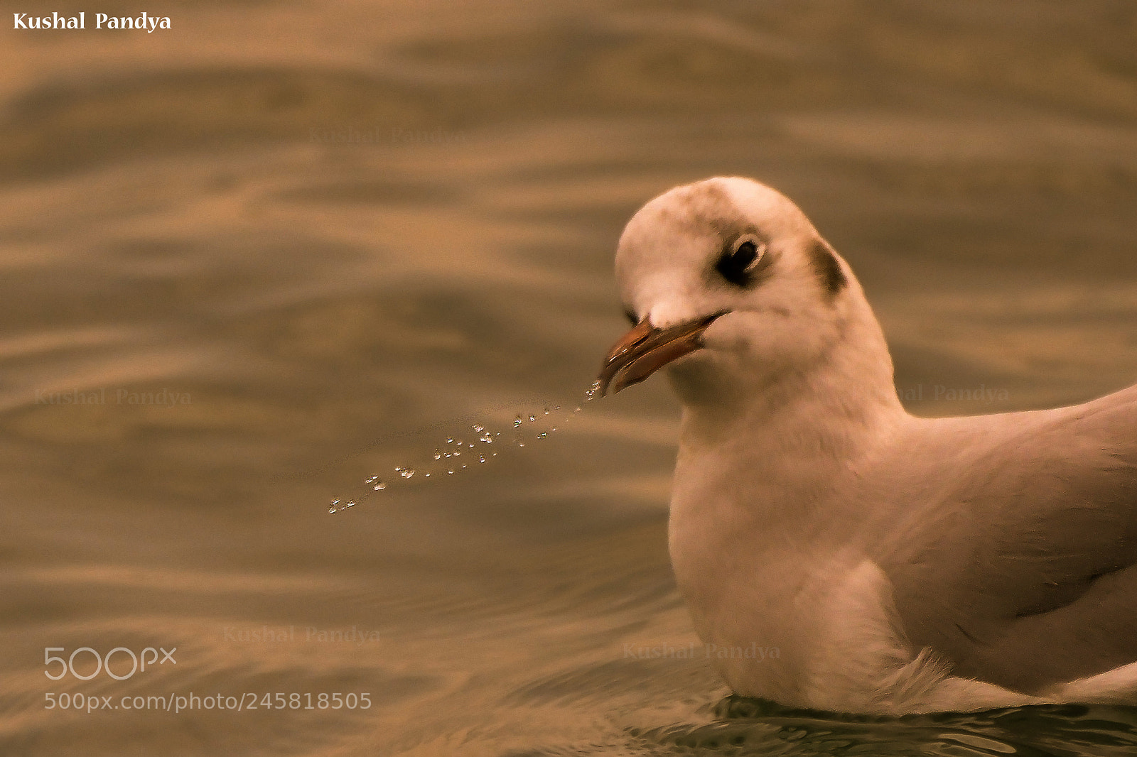 Nikon D3200 sample photo. Brown headed gull photography