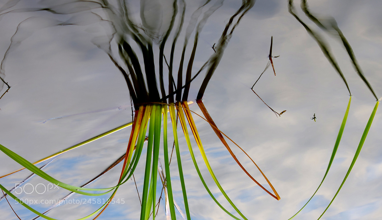 Pentax K-5 sample photo. Reverse reeds photography