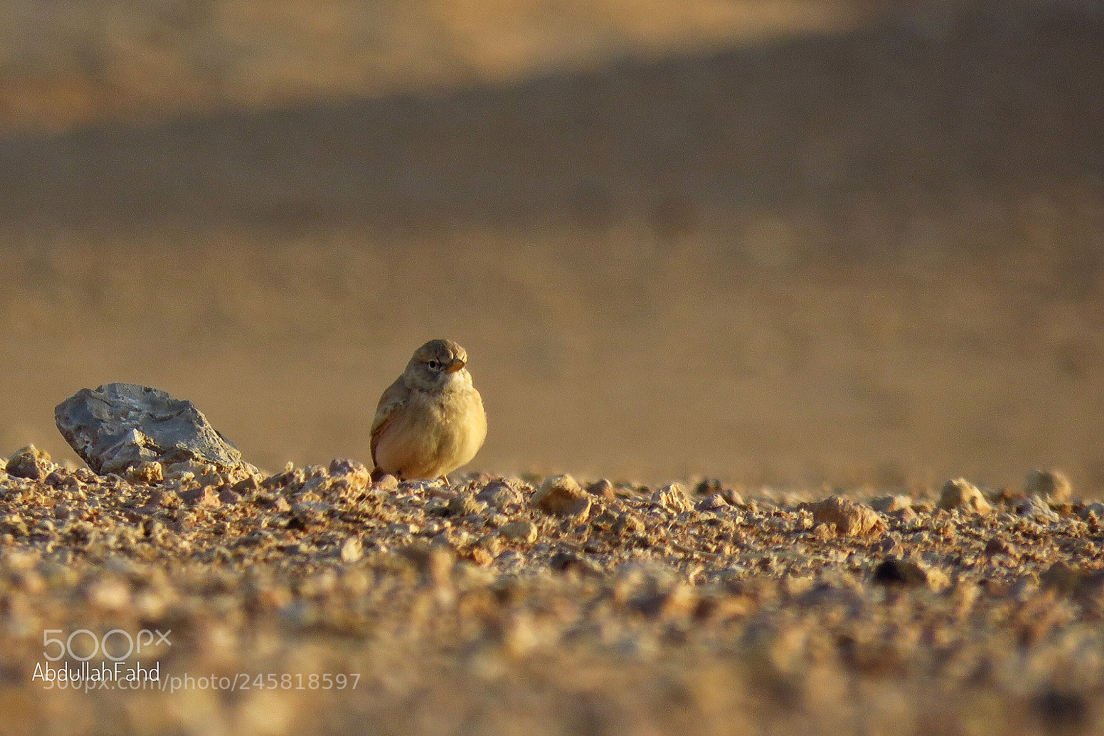 Canon PowerShot SX60 HS sample photo. Desert lark photography