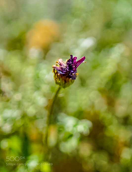 Sony a7 II sample photo. Untitled photography