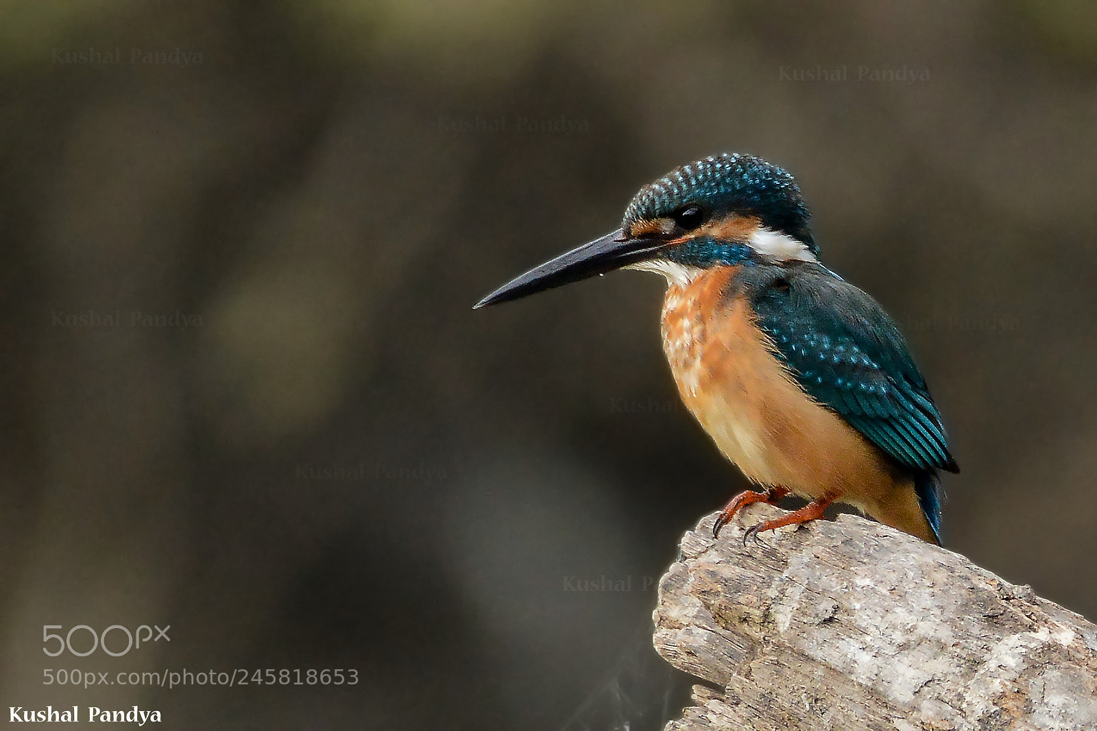 Nikon D3200 sample photo. Common kingfisher photography