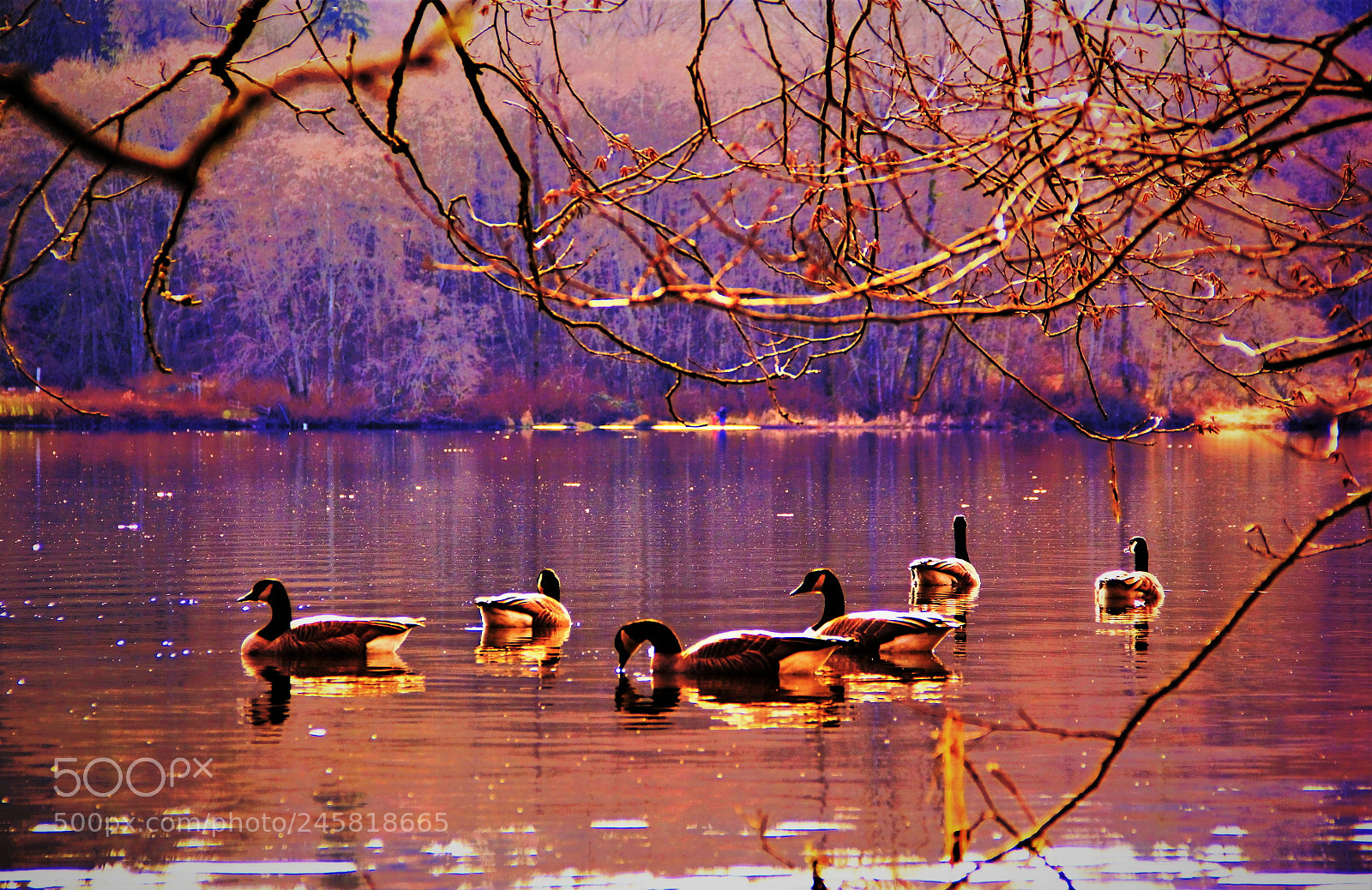 Canon EOS 60D sample photo. ”goose lake“ -- "加拿大雁湖“ photography