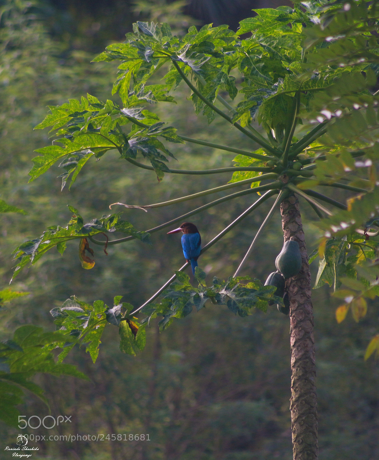 Canon EOS 100D (EOS Rebel SL1 / EOS Kiss X7) sample photo. Kingfisher on a papaya photography