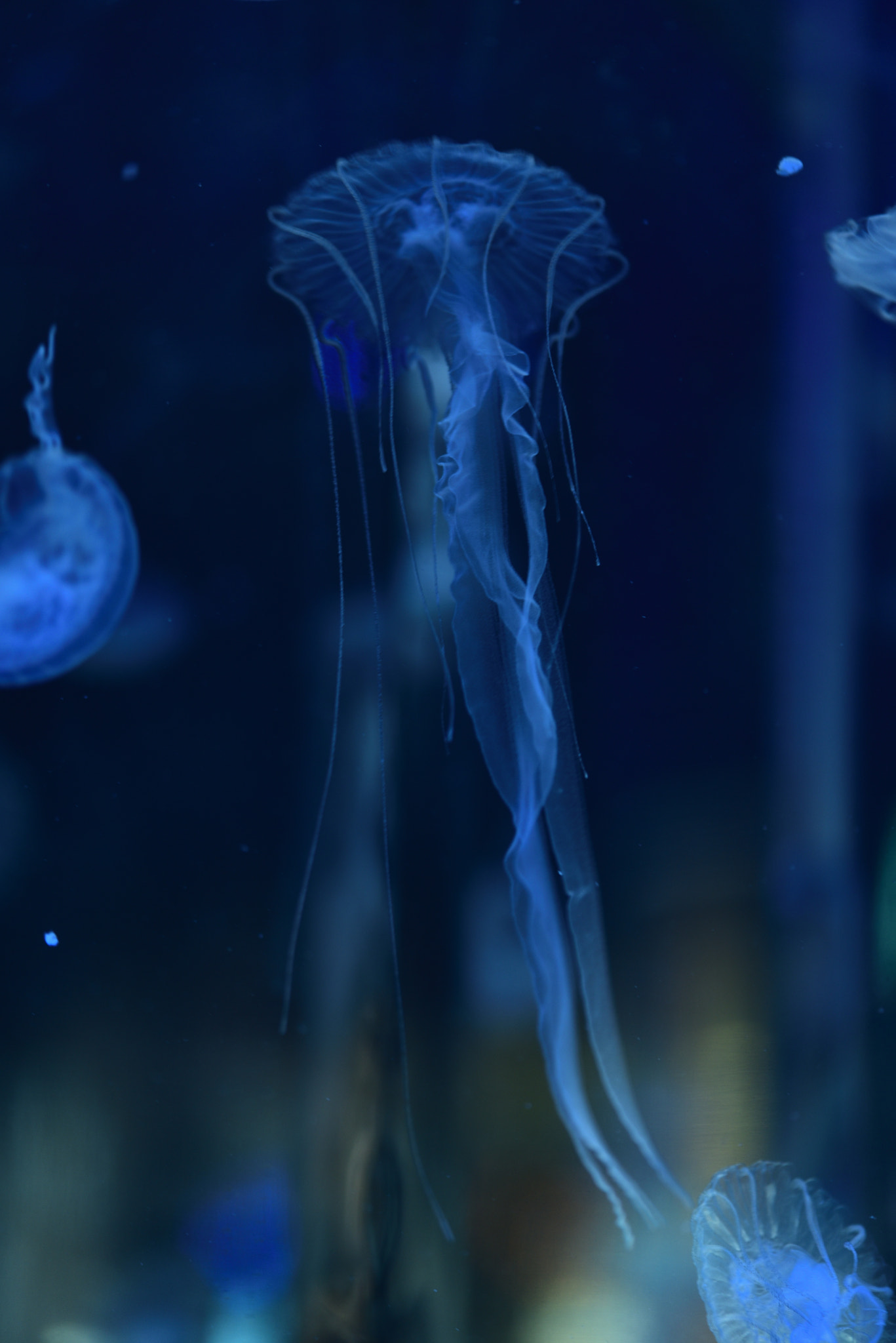 Nikon AF-S Micro-Nikkor 105mm F2.8G IF-ED VR sample photo. Jellyfish photography