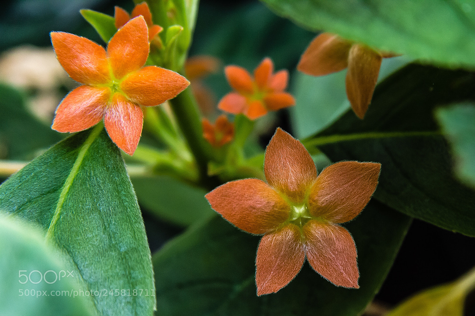 Canon EOS 60D sample photo. Alloplectus calochlamys photography