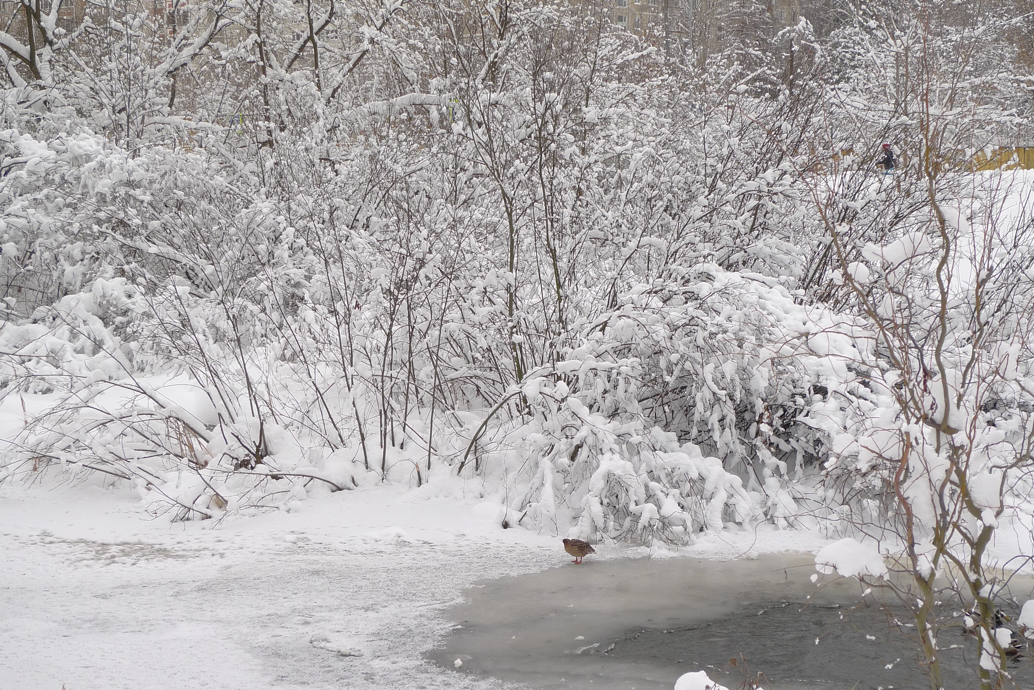 Panasonic Lumix DMC-LX3 sample photo. Winter. photography
