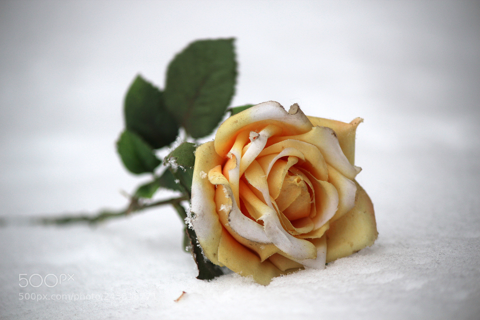 Canon EOS 600D (Rebel EOS T3i / EOS Kiss X5) sample photo. Rose in the snow photography