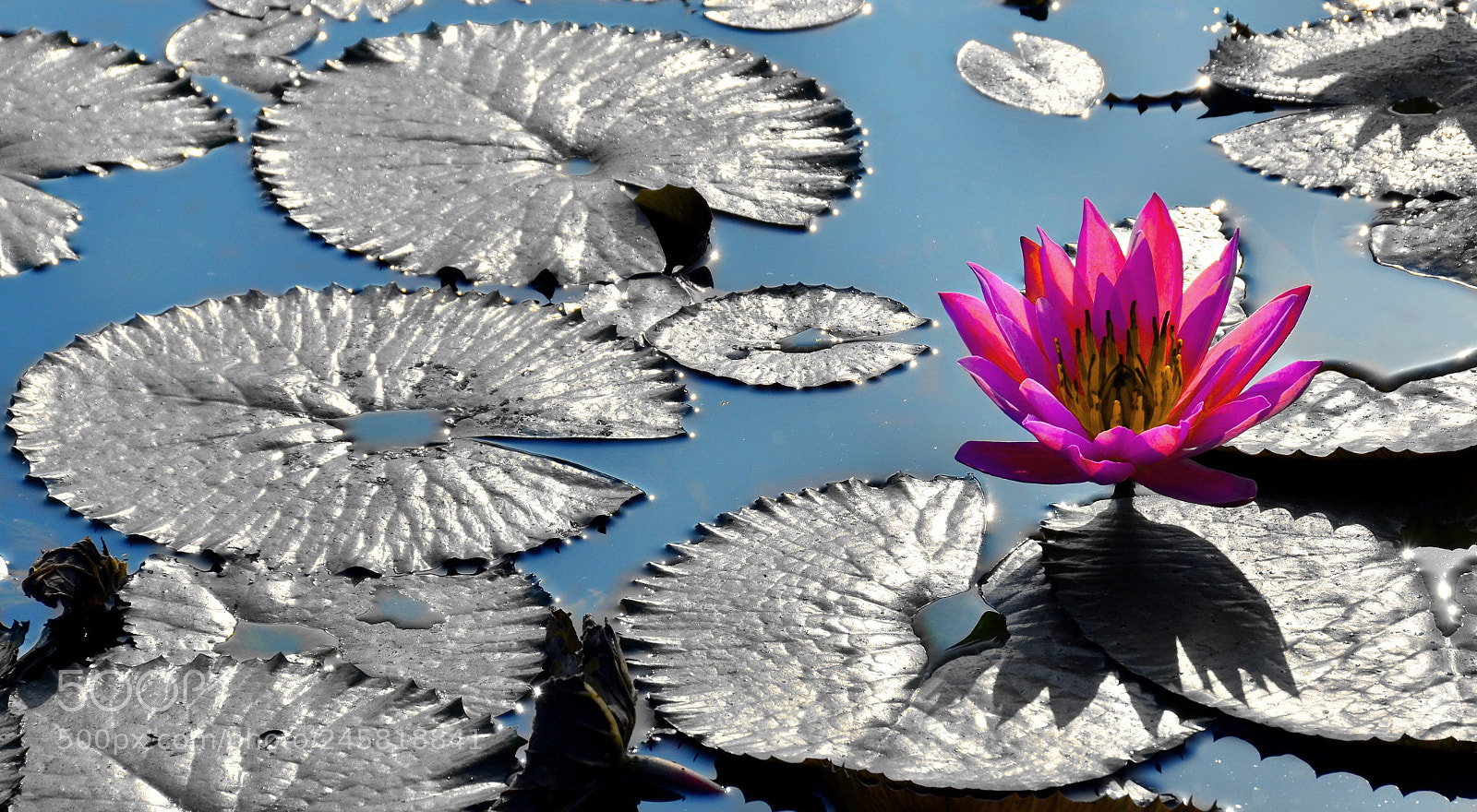 Nikon D5100 sample photo. A water lily in photography