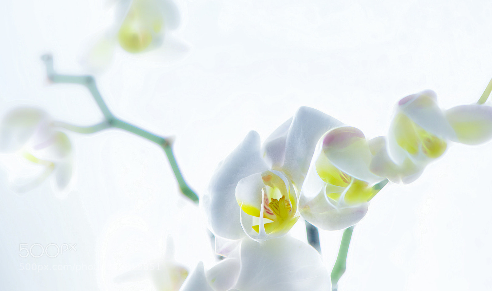 Nikon D850 sample photo. White photography