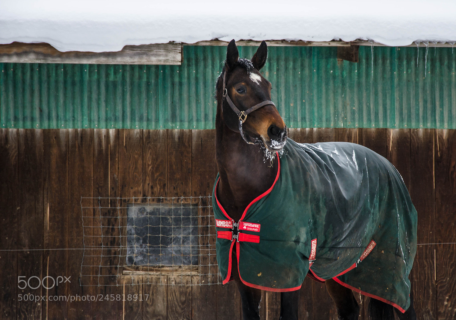 Nikon D5100 sample photo. Snow gazing photography