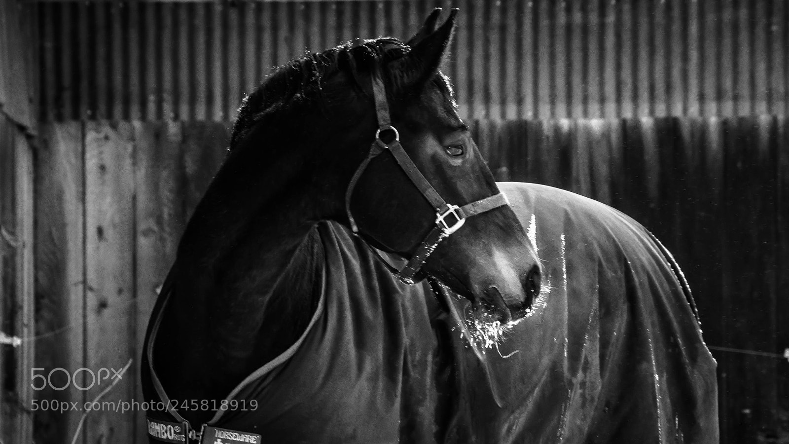 Nikon D5100 sample photo. Fantasia photography
