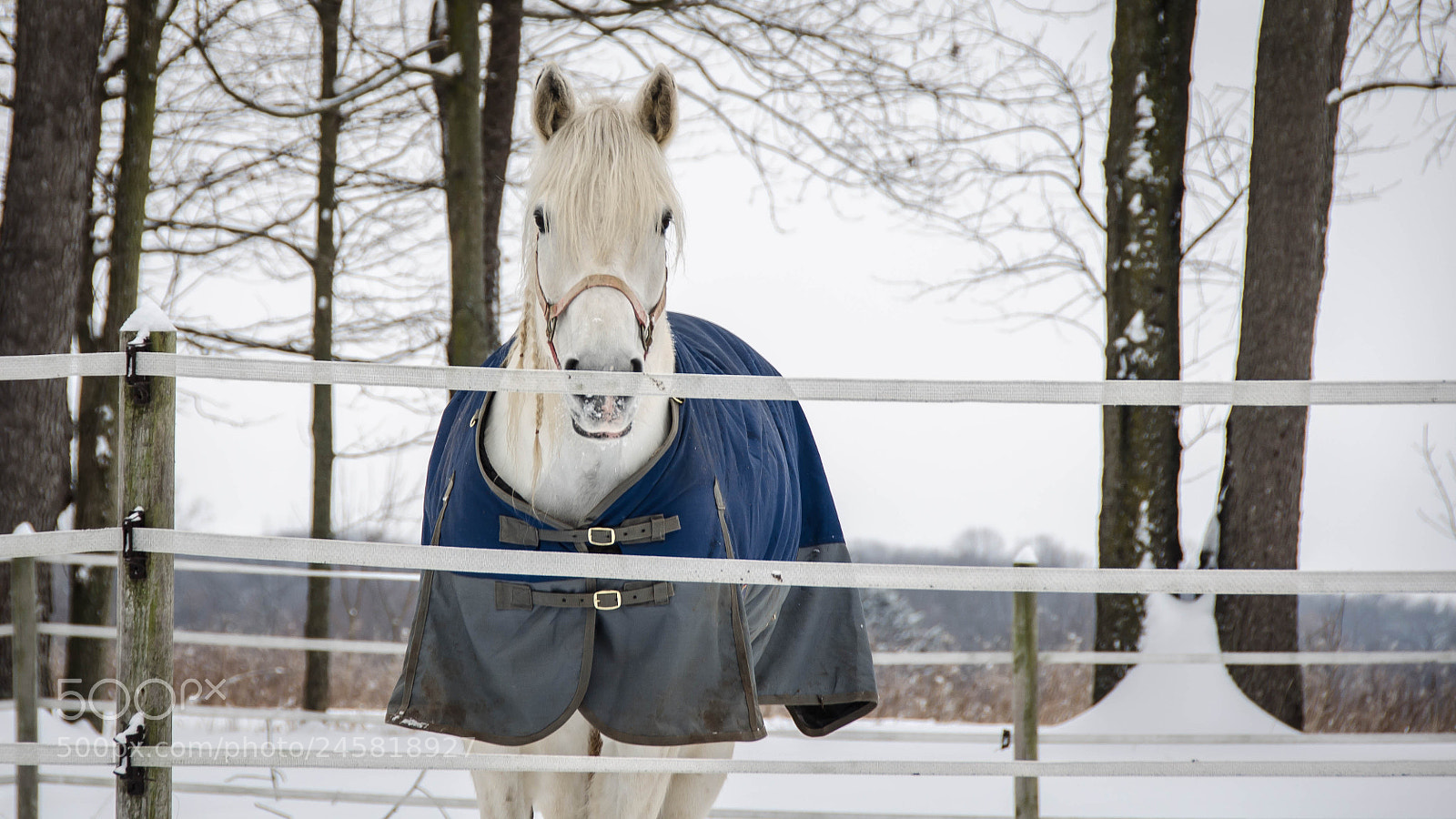 Nikon D5100 sample photo. Mazie photography