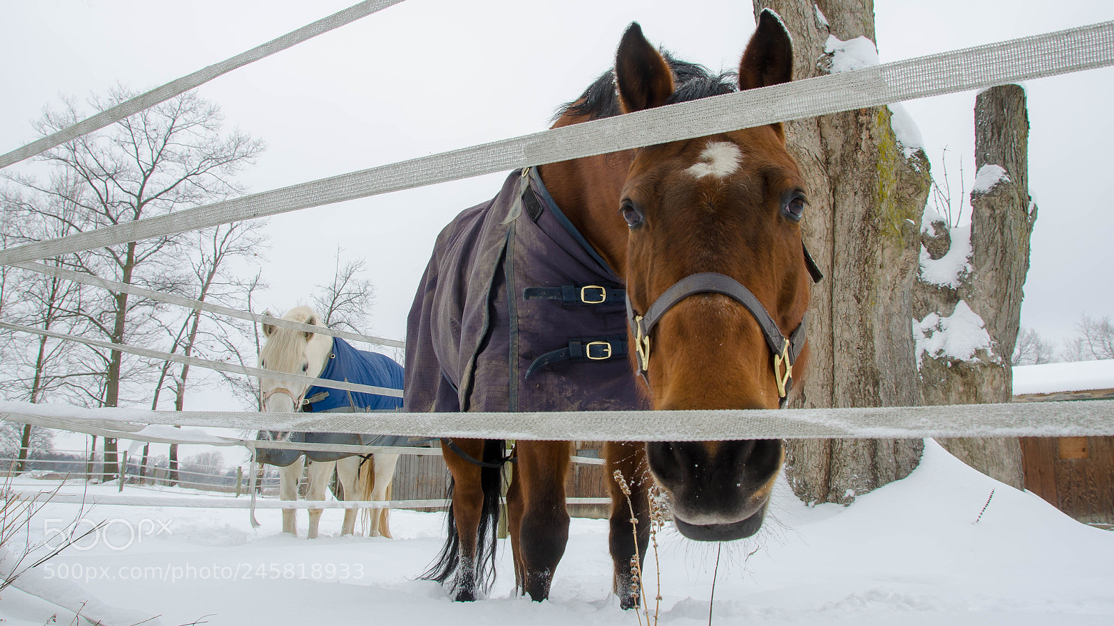 Nikon D5100 sample photo. Curiosity photography