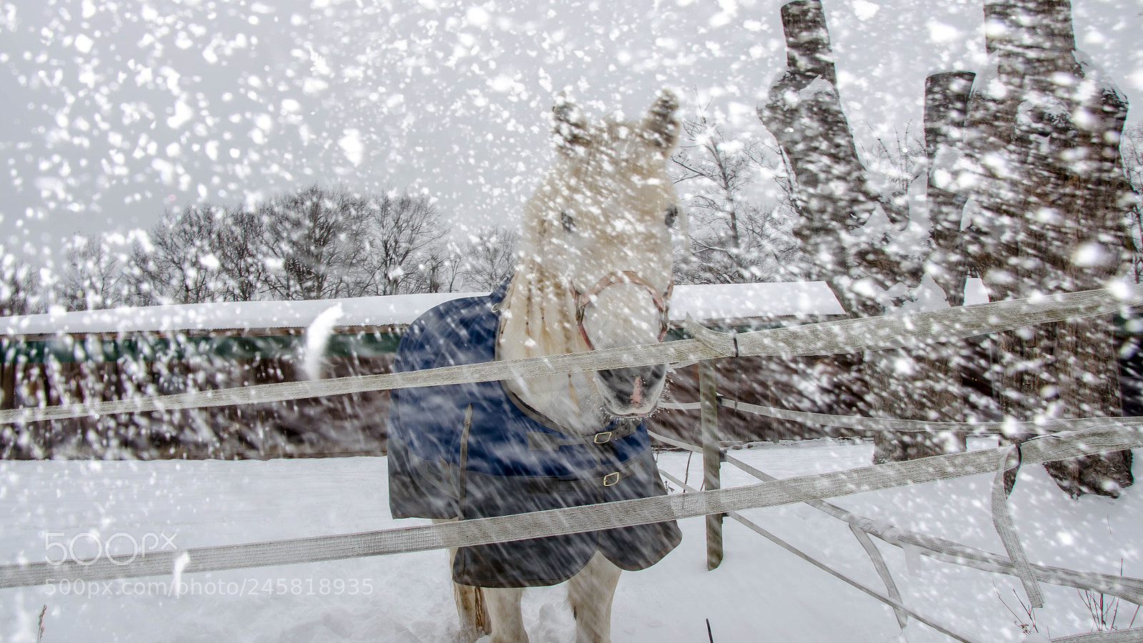 Nikon D5100 sample photo. Snow blown photography