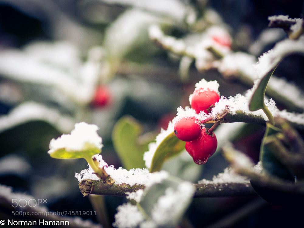 Olympus OM-D E-M5 II sample photo. Snow covered photography