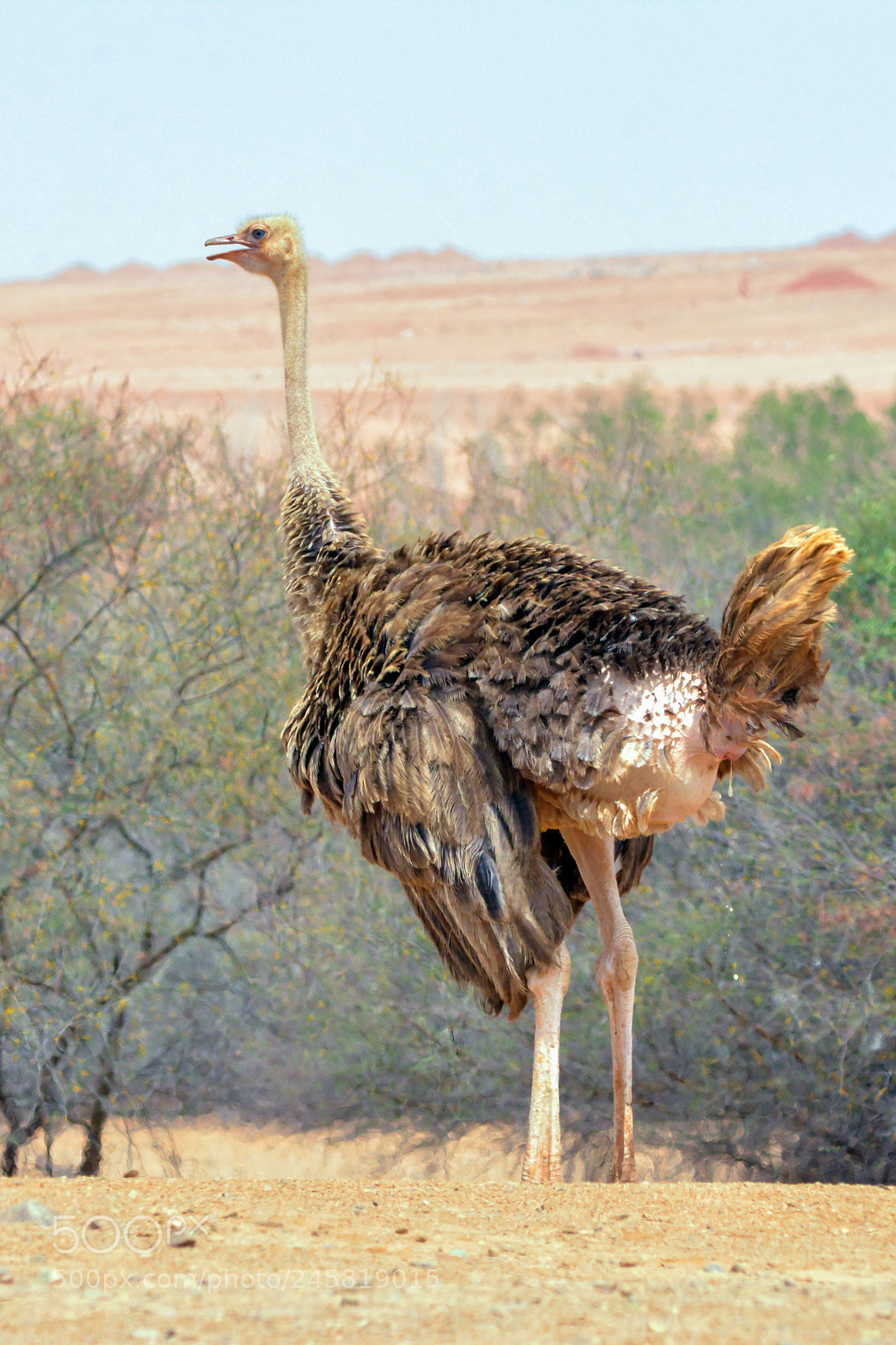 Nikon D7100 sample photo. Common ostrich photography
