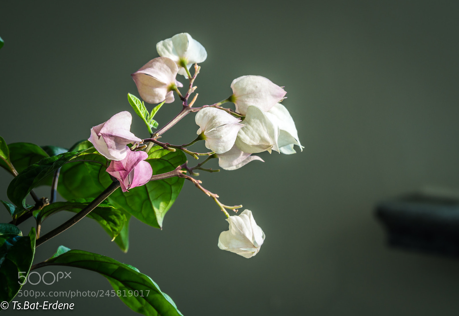 Sony a7R III sample photo. Flowers in my room photography