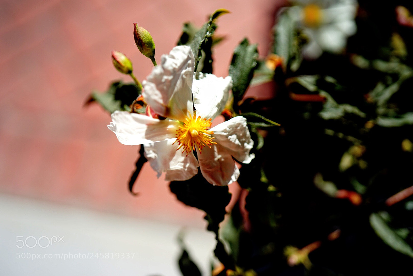 Sony a7 II sample photo. Flower at moonstone beach photography