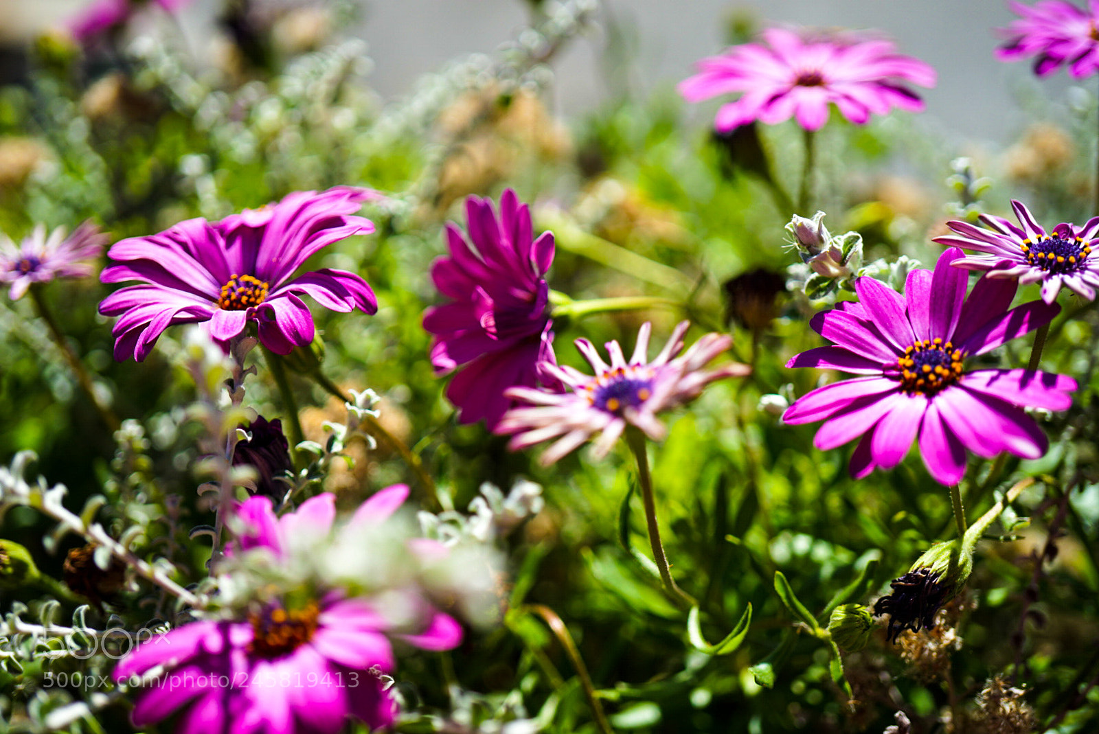 Sony a7 II sample photo. Flowers at moonstone beach photography