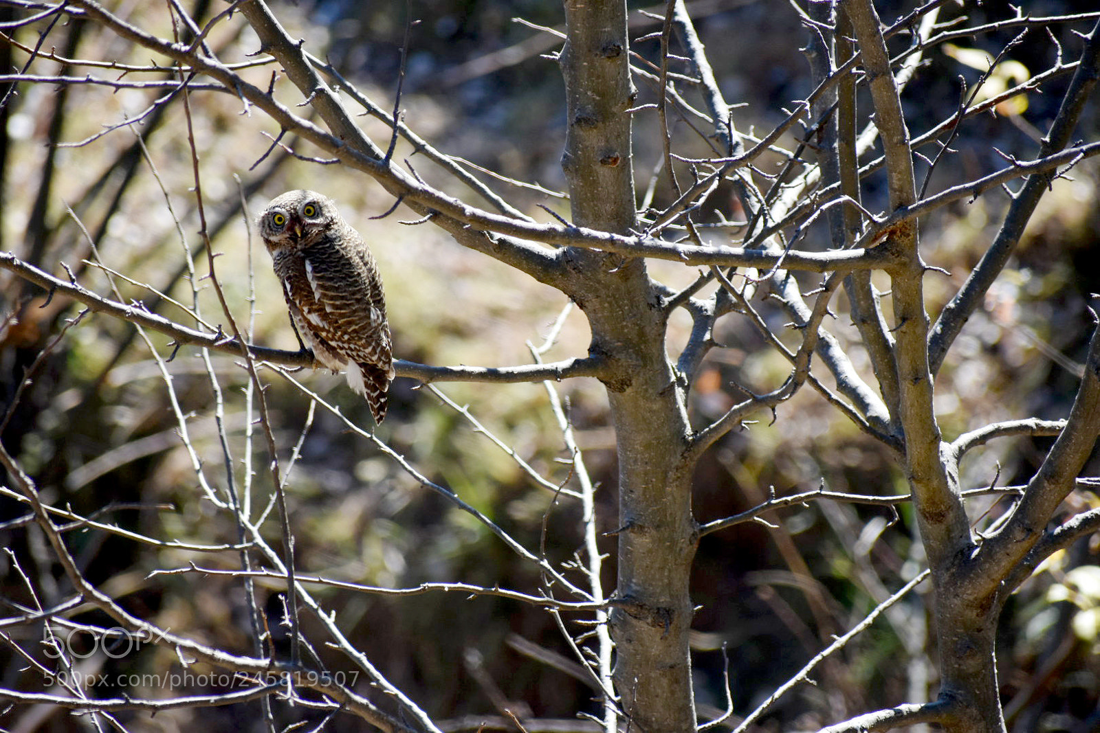 Nikon D3400 sample photo. Owl photography