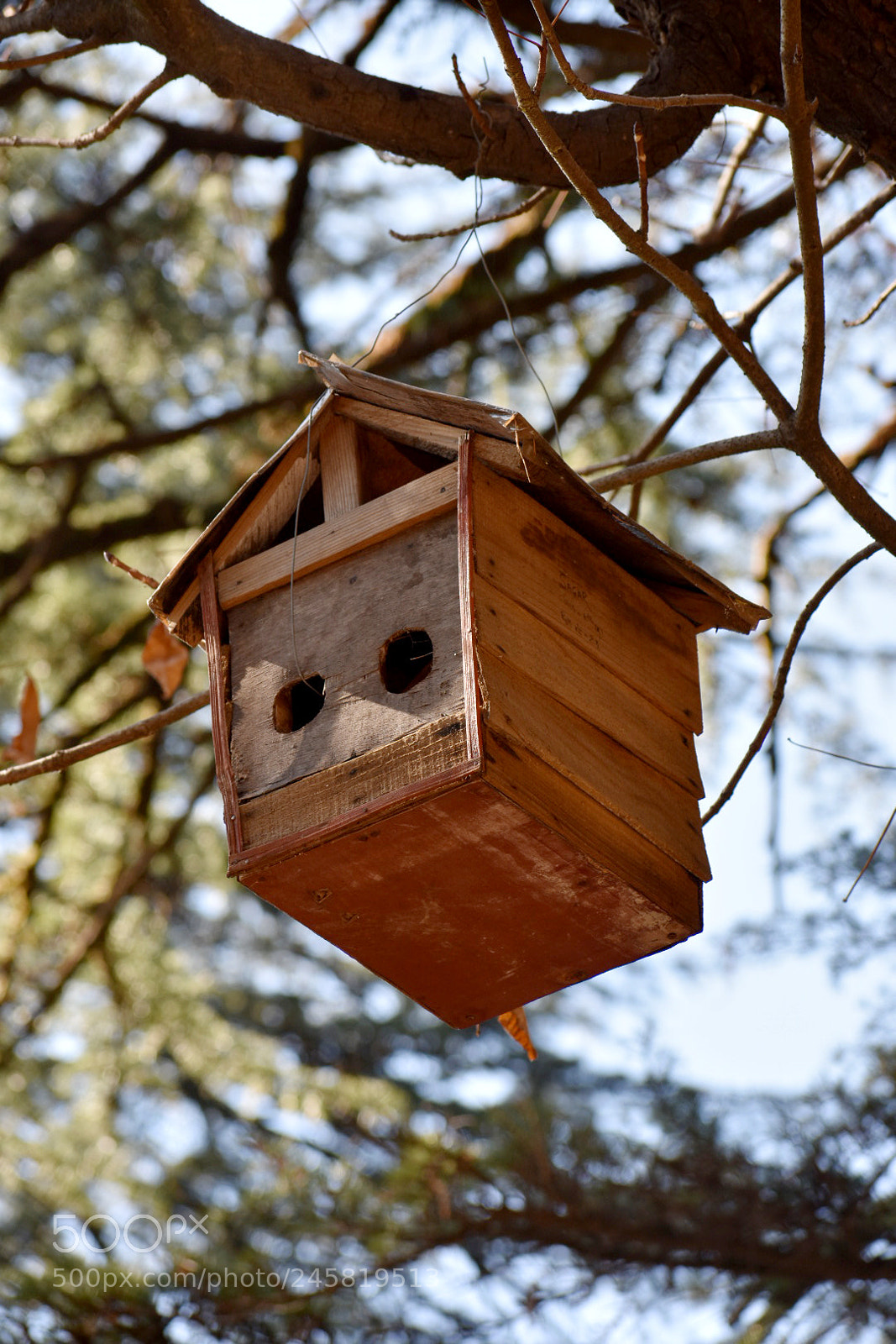 Nikon D3400 sample photo. Bird house photography