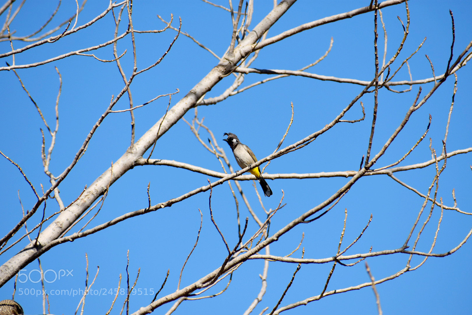Nikon D3400 sample photo. Himalayan bulbul photography