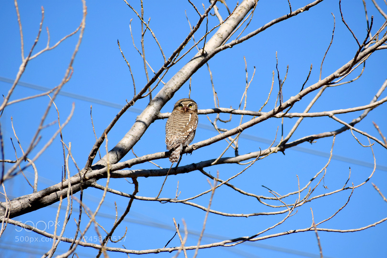 Nikon D3400 sample photo. Owl photography