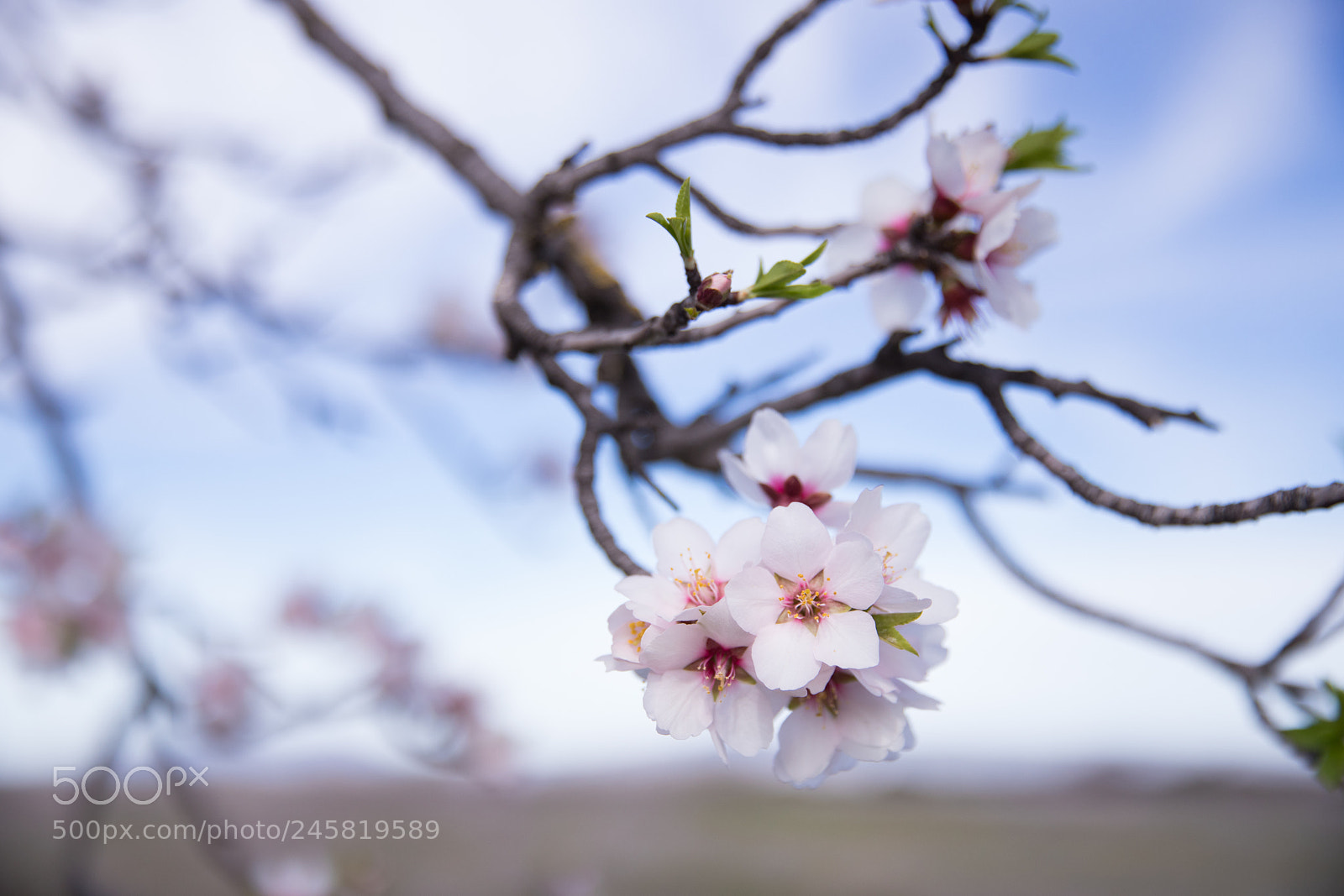 Canon EOS 6D Mark II sample photo. Winter in california photography