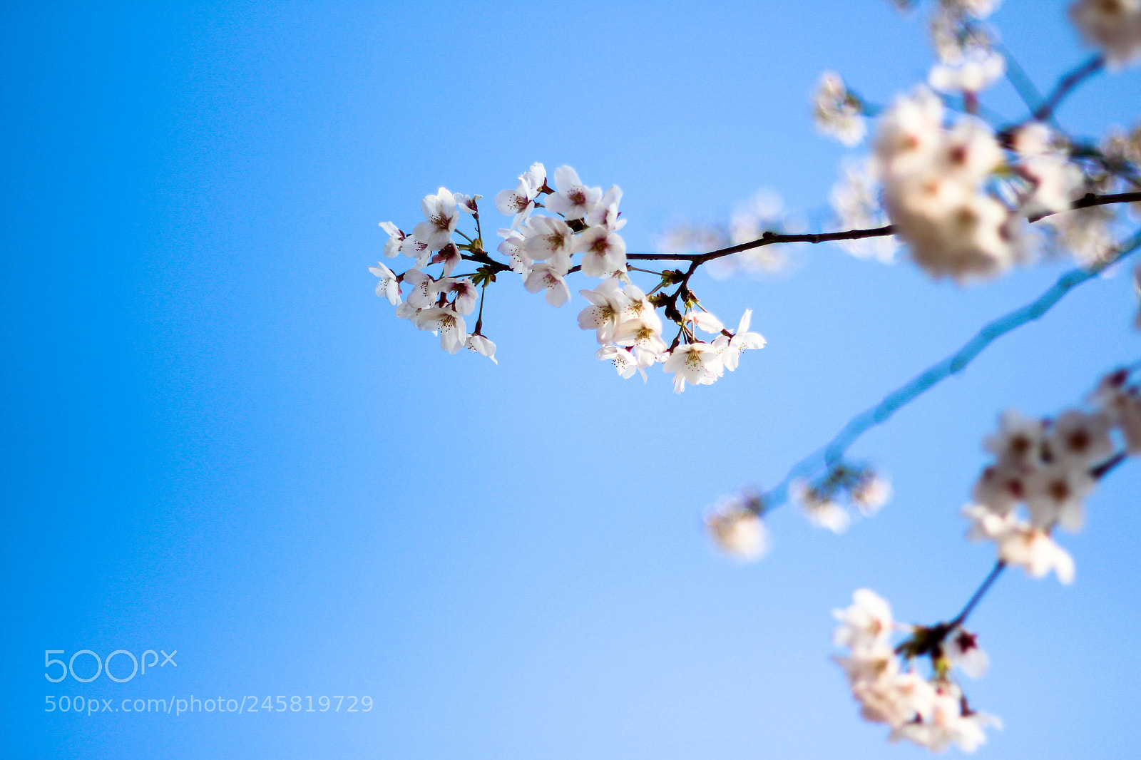 Canon EOS 700D (EOS Rebel T5i / EOS Kiss X7i) sample photo. Untitled photography