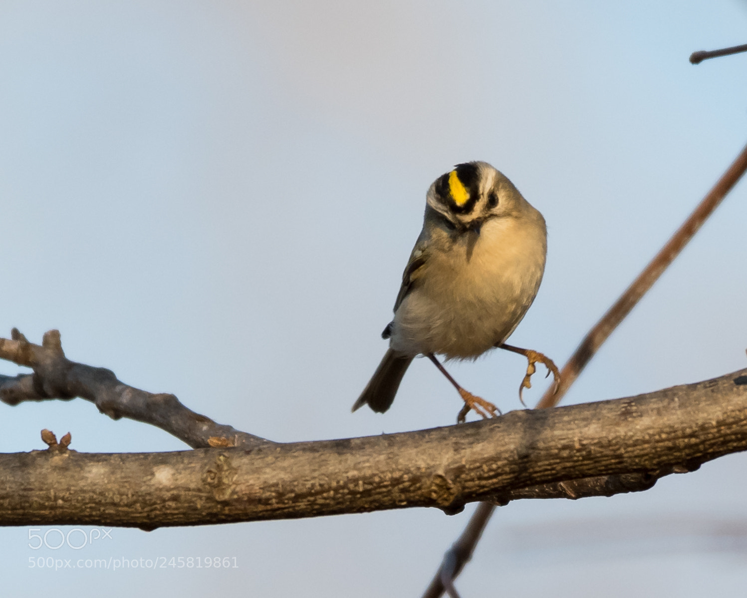 Nikon D500 sample photo. Golden crowned kinglet photography