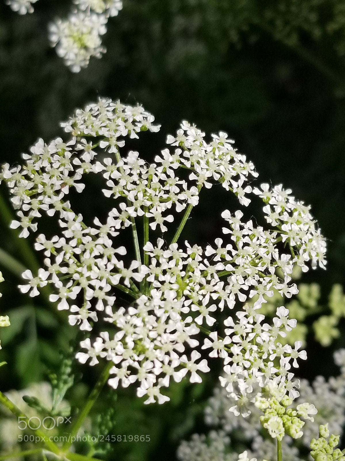 Samsung Galaxy S8 sample photo. Untitled photography