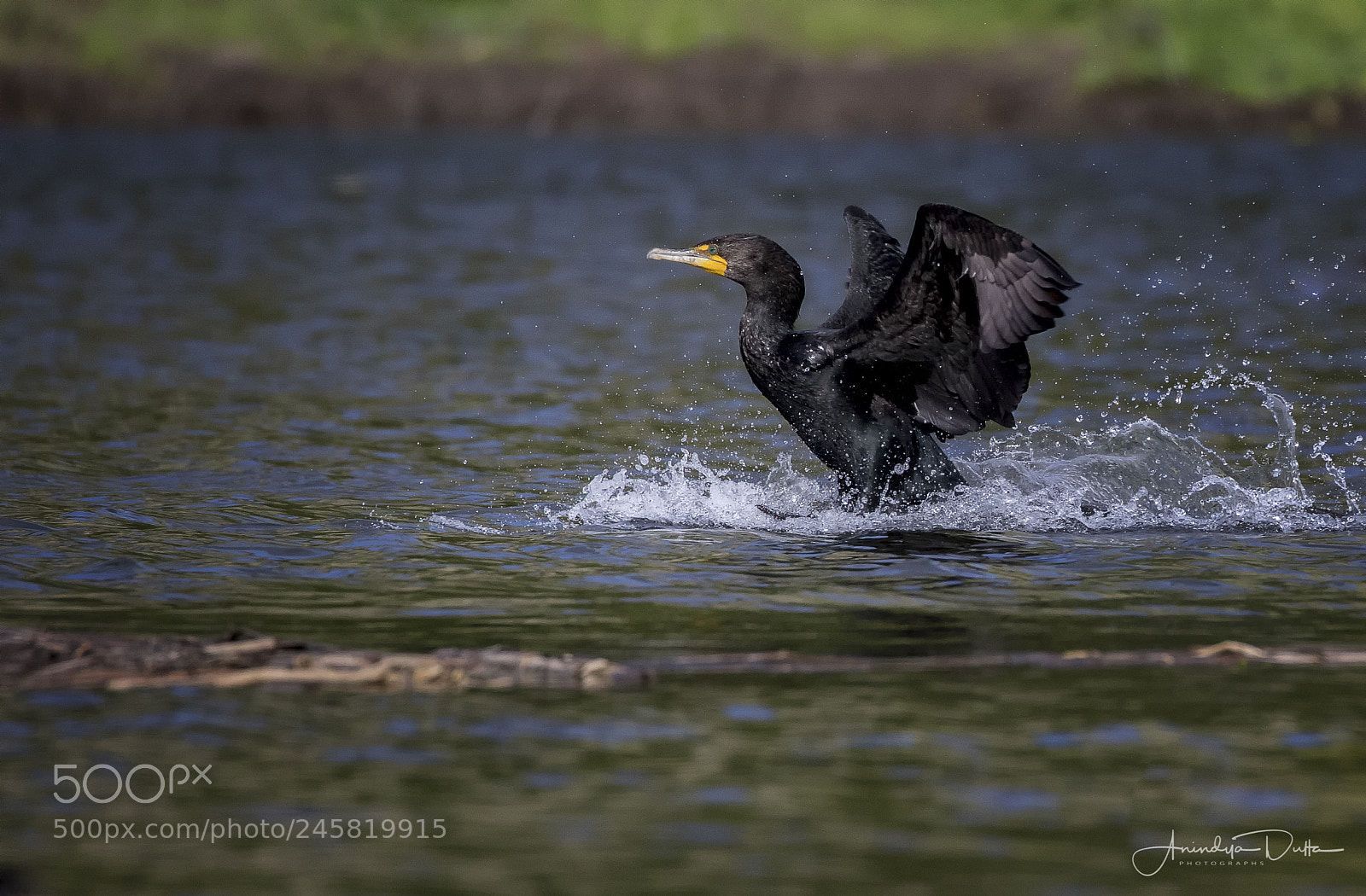 Canon EOS 7D Mark II sample photo. Cormorant photography