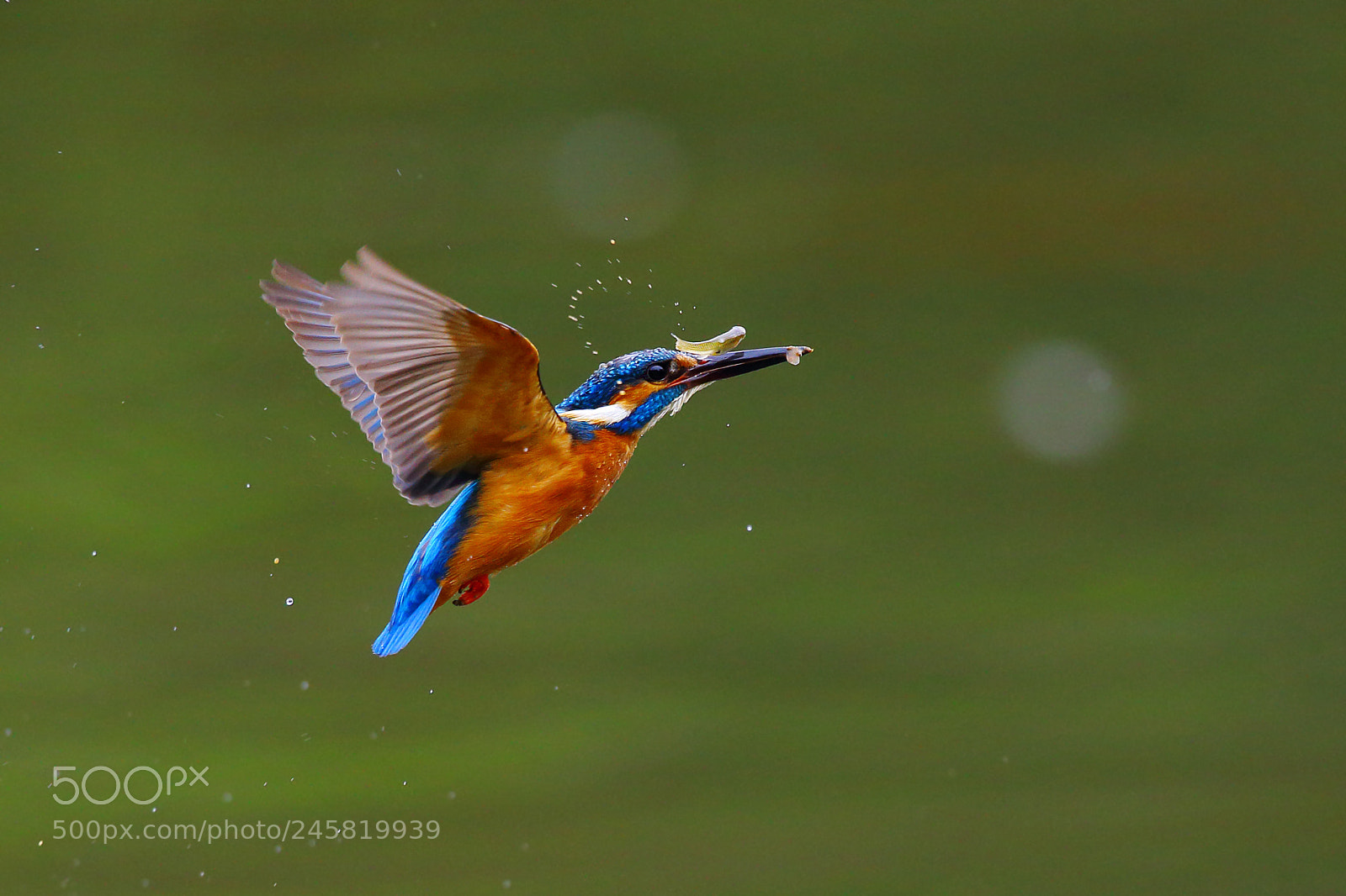 Canon EOS-1D X sample photo. Look, the little fish! photography
