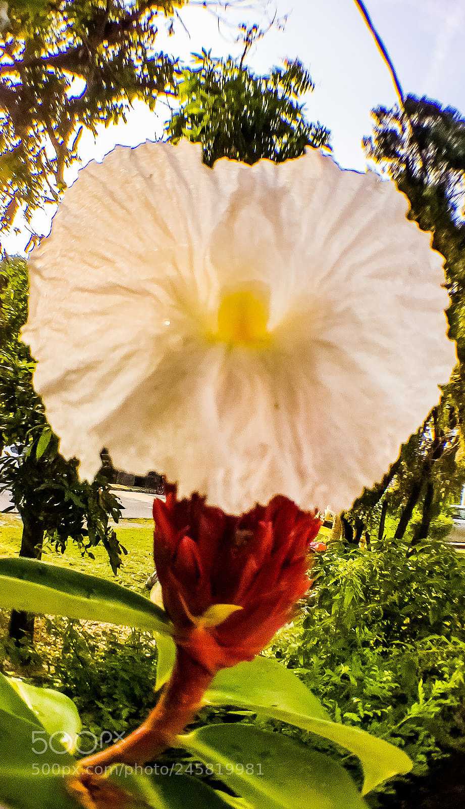 Apple iPhone 6 Plus sample photo. Flower in flower photography