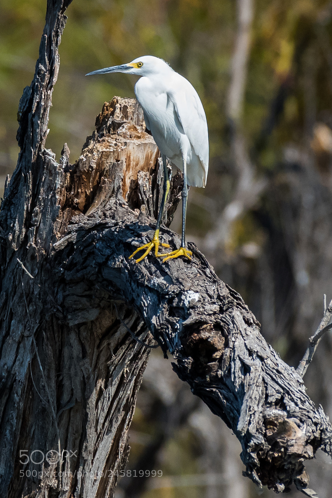 Nikon D810 sample photo. Snowy egret photography