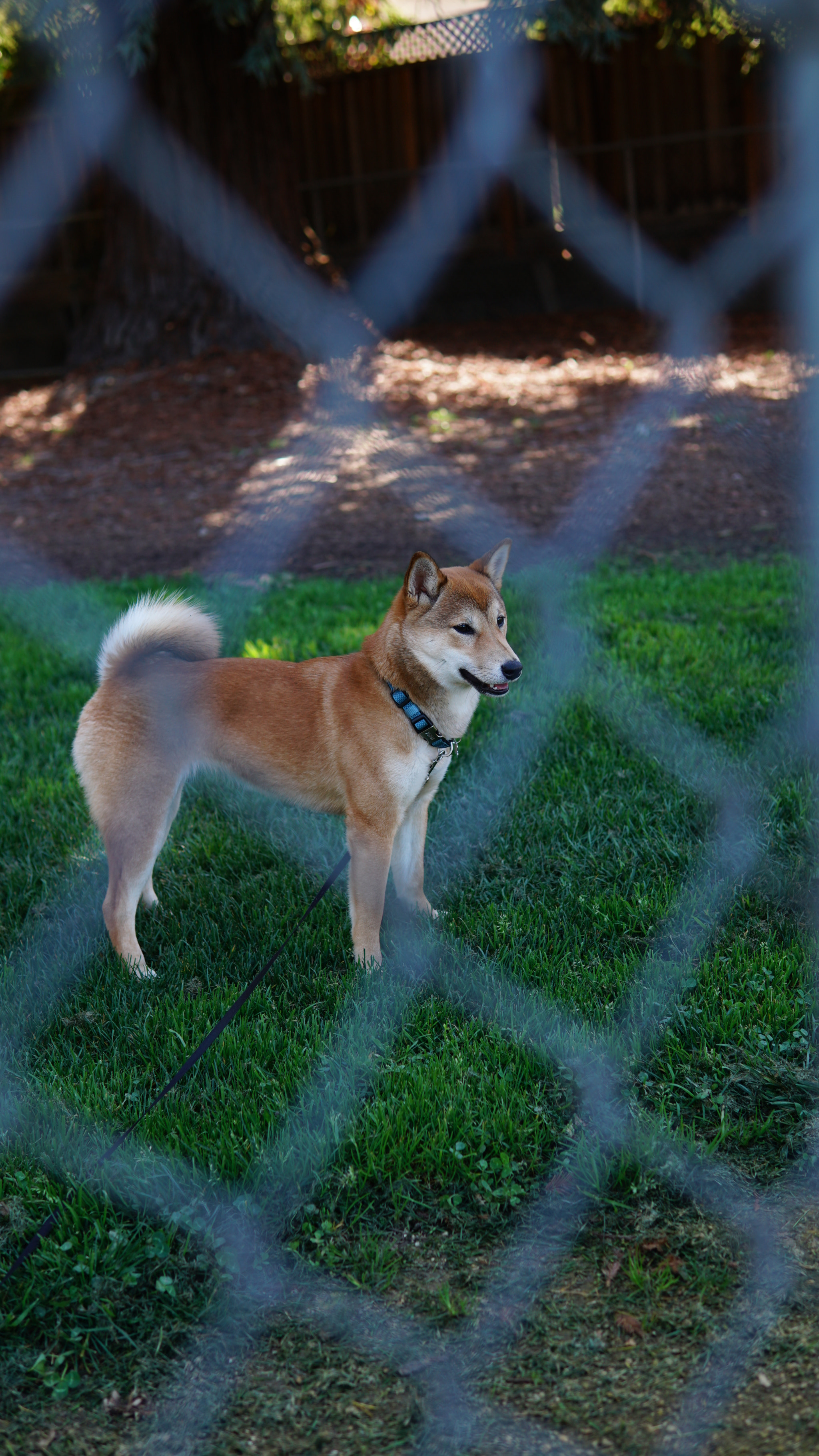Sony a6500 + Sigma 30mm F1.4 DC DN | C sample photo. Shiba of summer photography