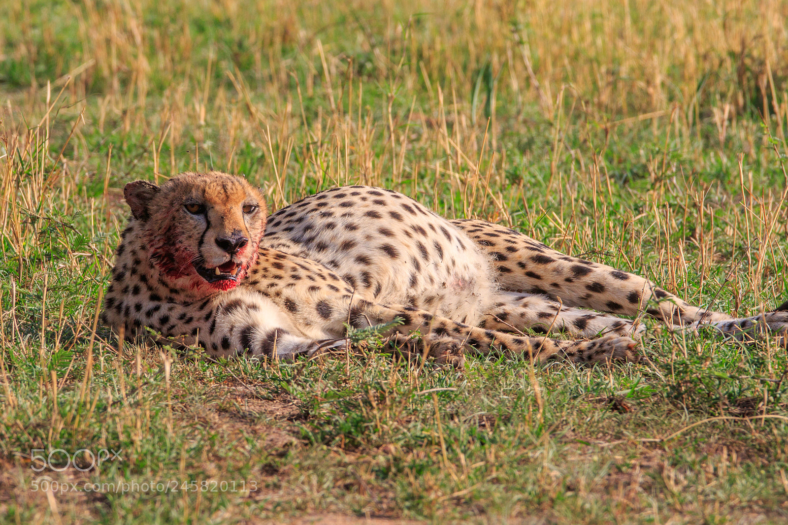 Canon EOS 7D Mark II sample photo. Tanzania - serengeti photography